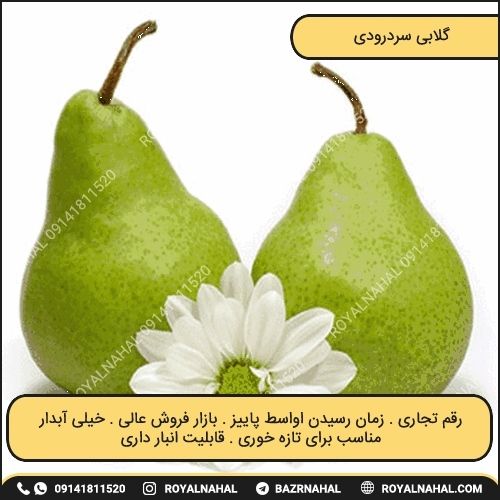خرید نهال گلابی سردرودی 