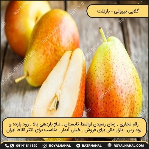 خرید نهال گلابی بیروتی (بارتلت)