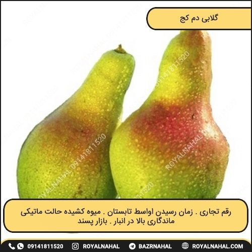 خرید نهال گلابی دم کج