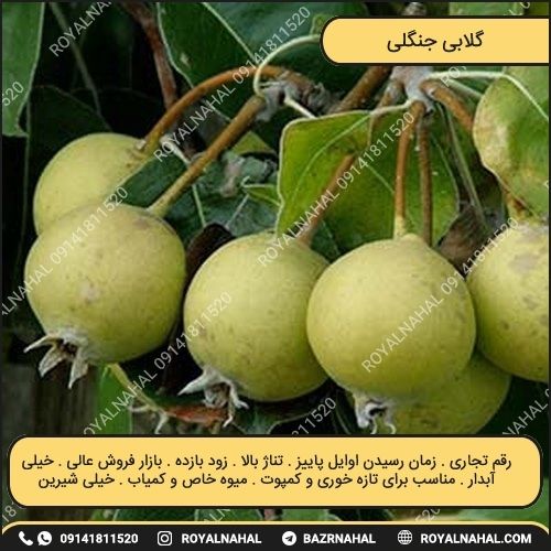خرید نهال گلابی جنگلی
