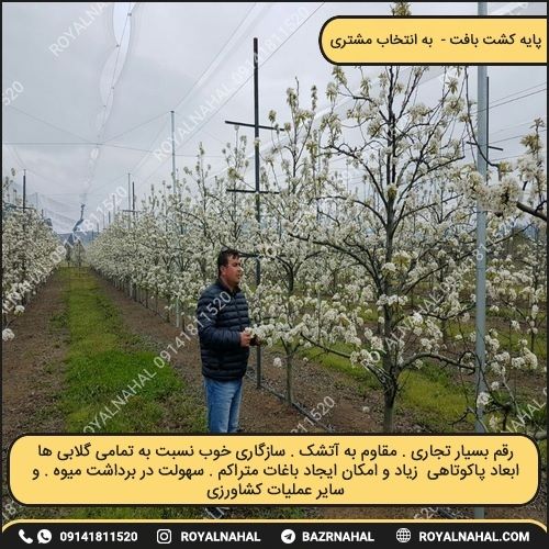 خرید نهال گلابی پایه کشت بافت ( به انتخاب مشتری)