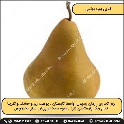 خرید نهال گلابی بوره بوتس