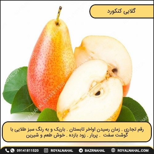 خرید نهال گلابی کنکورد