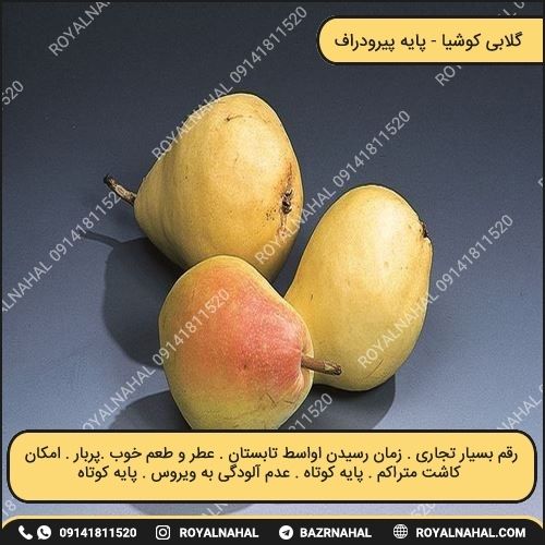خرید نهال گلابی کوشیا (پایه پیرودراف) پیشنهاد ویژه نهالستان