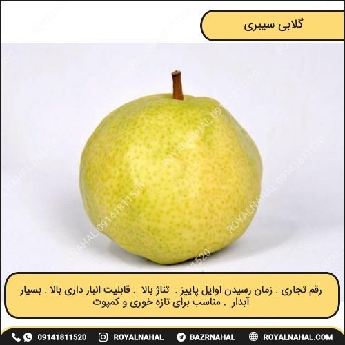 خرید نهال گلابی سیبری 