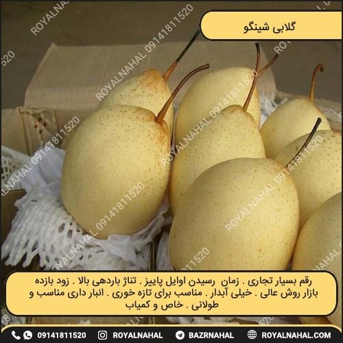 خرید نهال گلابی شینگو