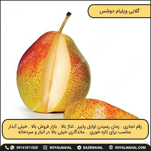 خرید نهال گلابی ویلیام دوشس 