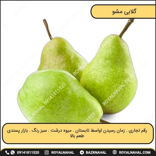 خرید نهال گلابی مشو 