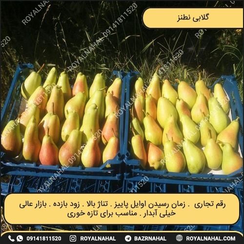 خرید نهال گلابی نطنز 
