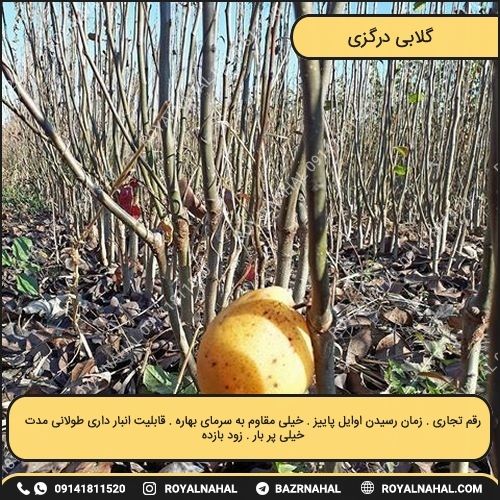 خرید نهال گلابی درگزی 