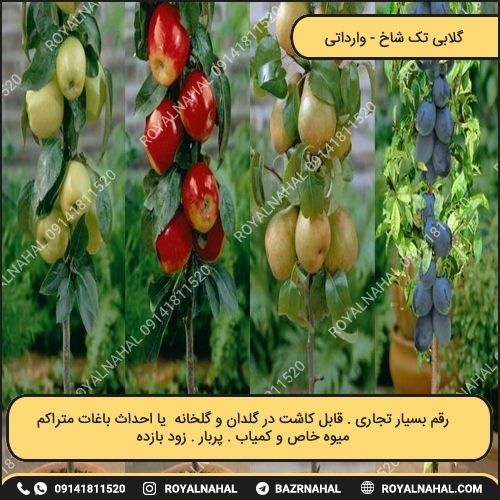 خرید نهال گلابی تک شاخ 