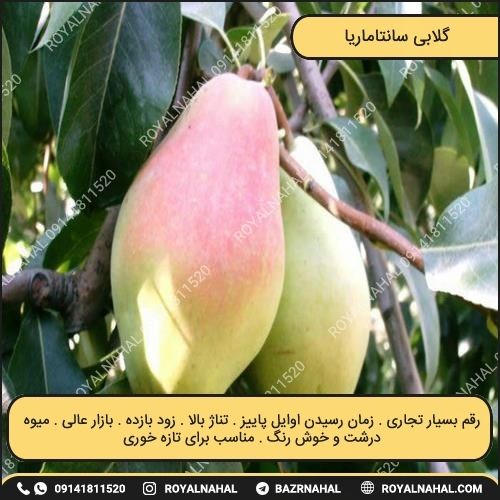 خرید نهال گلابی سانتاماریا 