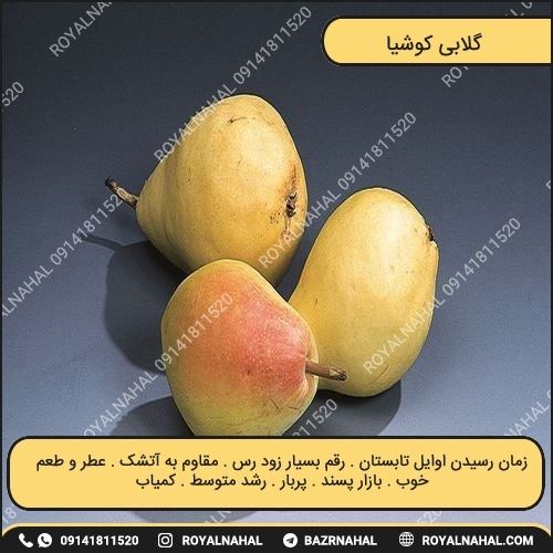خرید نهال گلابی کوشیا 