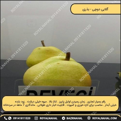 خرید نهال گلابی دوچی 