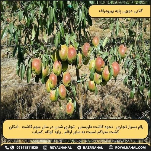 خرید نهال گلابی دوچی پایه پیرودراف