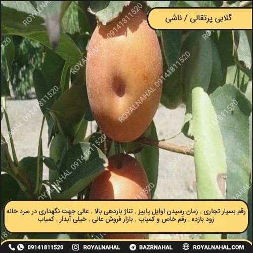 خرید نهال گلابی پرتقالی / ناشی