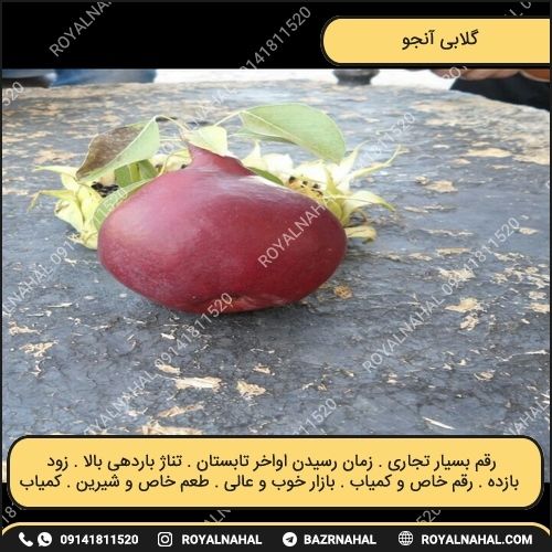 خرید نهال گلابی آنجو