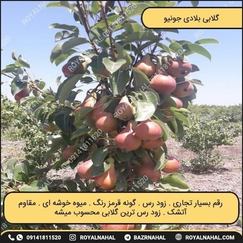 خرید گلابی بلادی جونیو