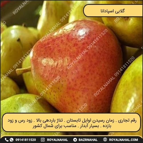 خرید نهال گلابی اسپادانا 