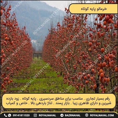 خرید نهال خرمالو پایه کوتاه 