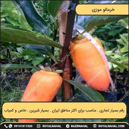 خرید نهال خرمالو موزی