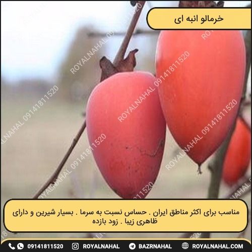 خرید نهال خرمالو انبه ای