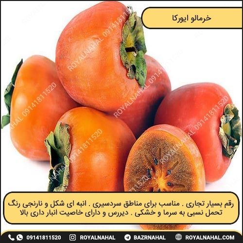 خرید نهال خرمالو ایورکا