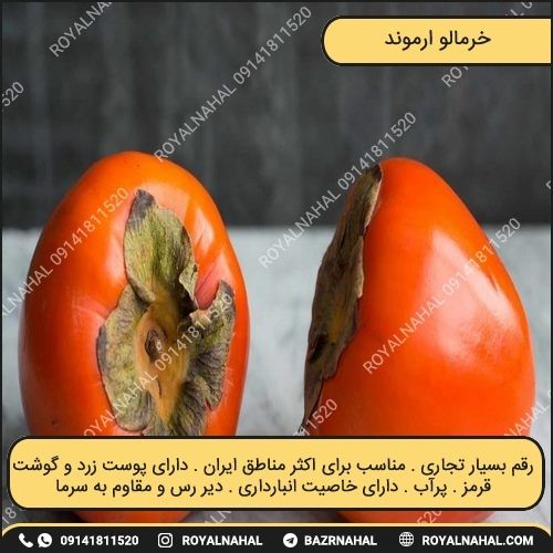 خرید نهال خرمالو ارموند