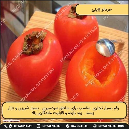 خرید نهال خرمالو ژاپنی