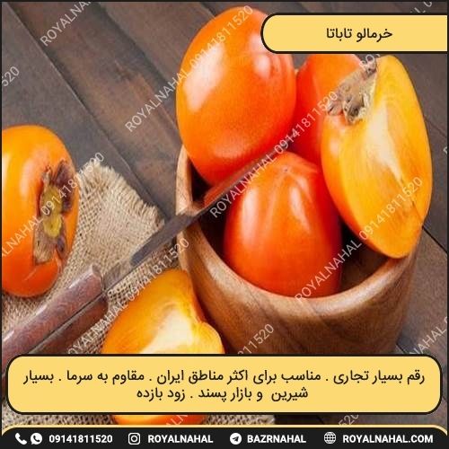 خرید نهال خرمالو تاباتا
