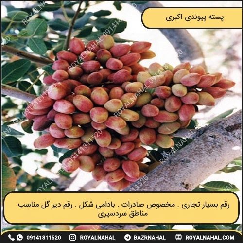 خرید نهال پسته پیوندی اکبری