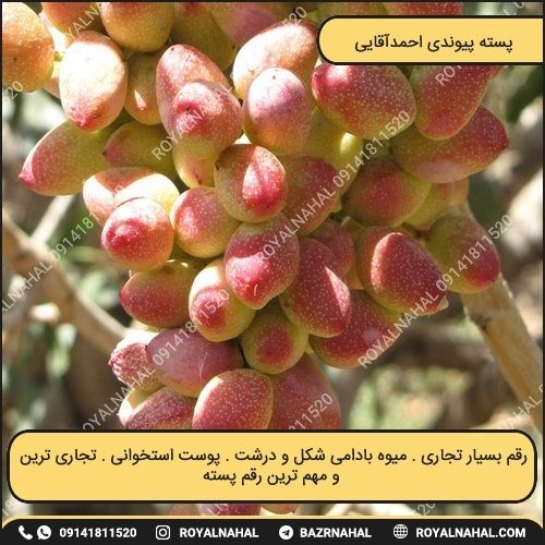 خرید نهال پسته پیوندی احمدآقایی