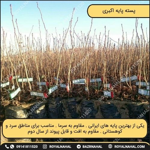 خرید نهال پسته پایه اکبری