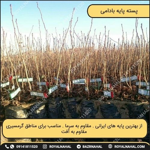 خرید نهال پسته پایه بادامی