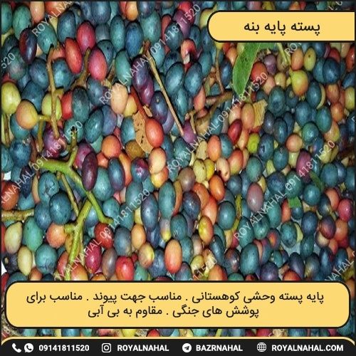 خرید نهال پسته پایه بنه