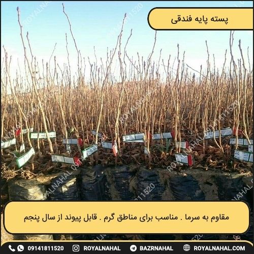 خرید نهال پسته پایه فندقی