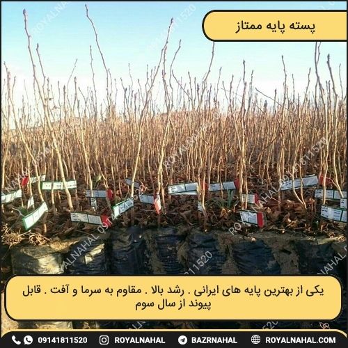 خرید نهال پسته پایه ممتاز