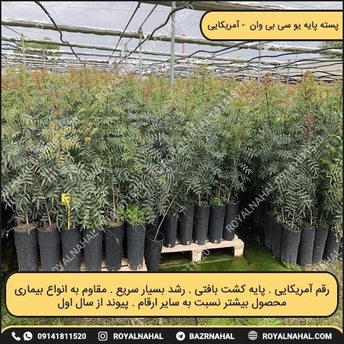 خرید نهال پسته پایه یو سی بی وان 