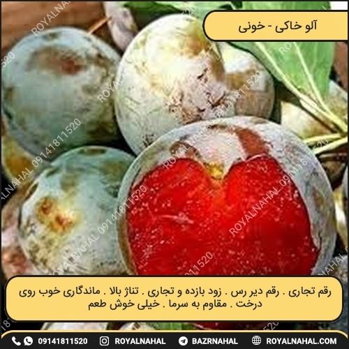 خرید نهال آلو خاکی ( خونی)