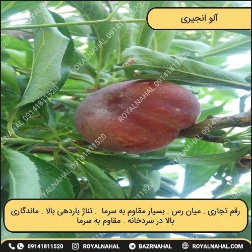 خرید نهال آلو انجیری