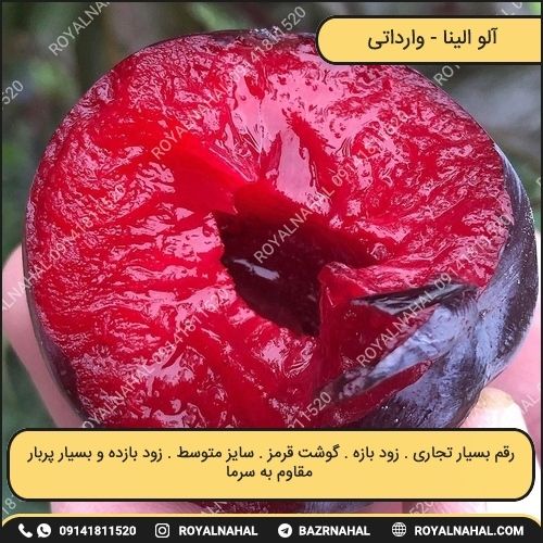 خرید نهال آلو الینا 