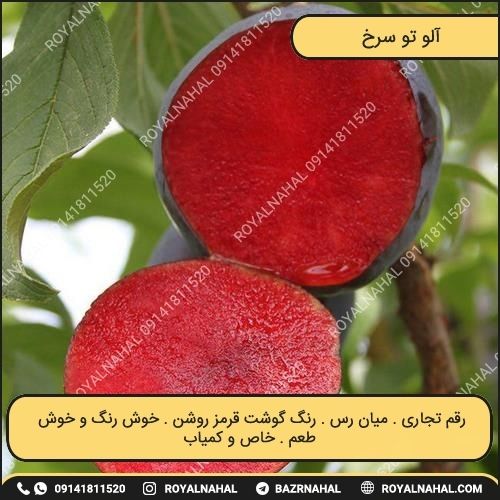 خرید نهال آلو تو سرخ