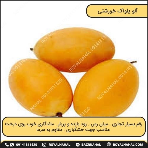 خرید نهال آلو یلواک خورشتی 