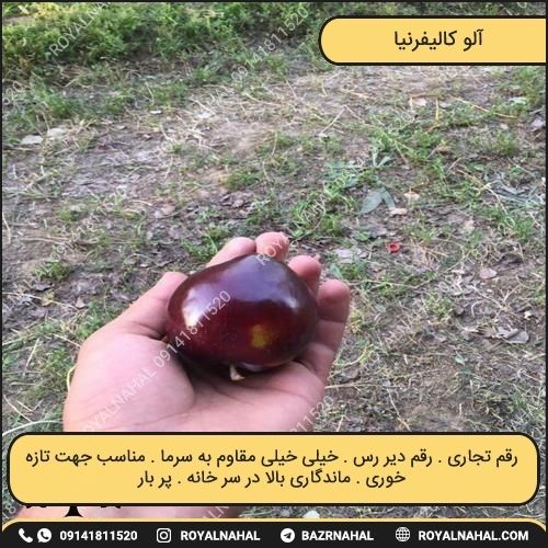 خرید نهال آلو کالیفرنیا