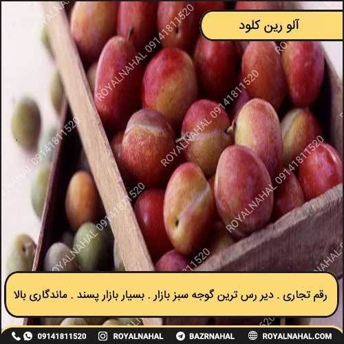 خرید نهال آلو رین کلود