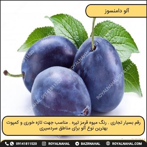 خرید نهال آلو دامنسوز