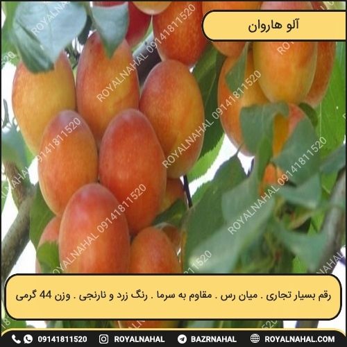 خرید نهال آلو هاروان