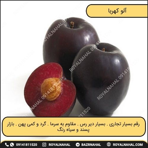 خرید نهال آلو کهربا