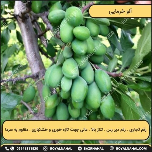 خرید نهال آلو خرمایی