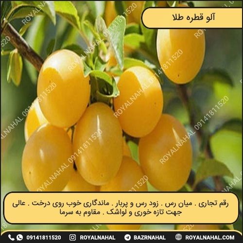 خرید نهال آلو قطره طلا 